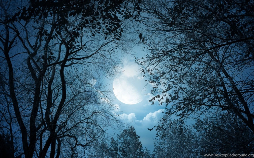 1920x1200 Dark Trees Full Moon Night Desktop PC And Mac Wallpapers