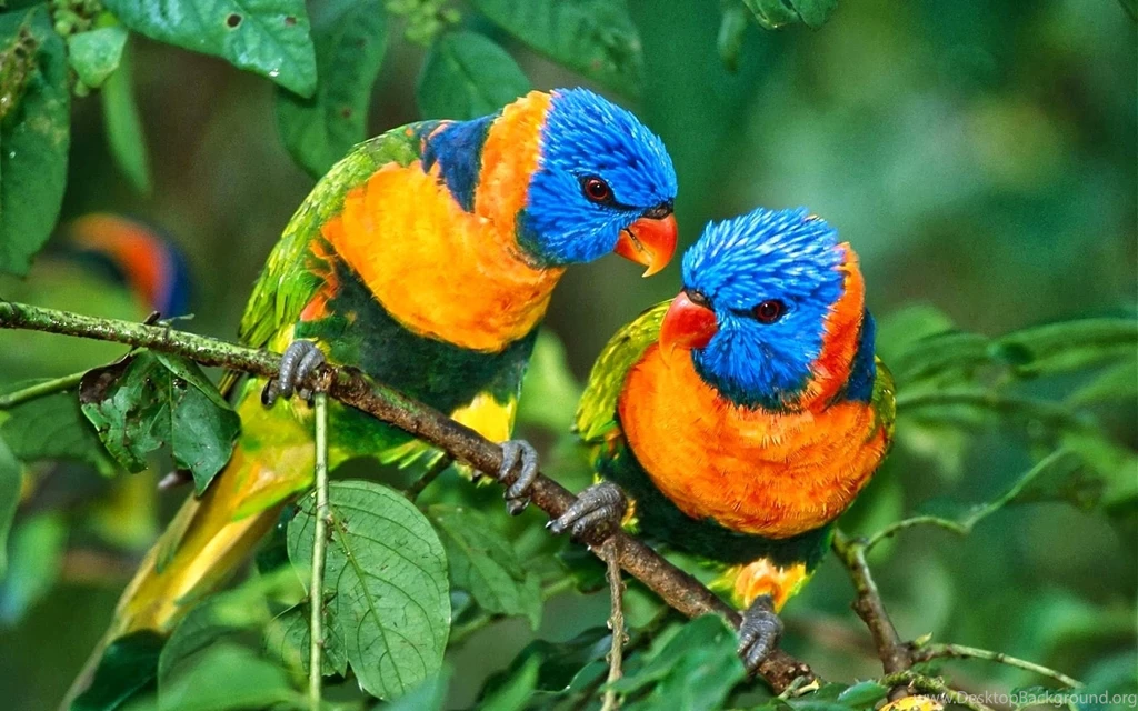 Lorikeet Bird HD Wallpapers