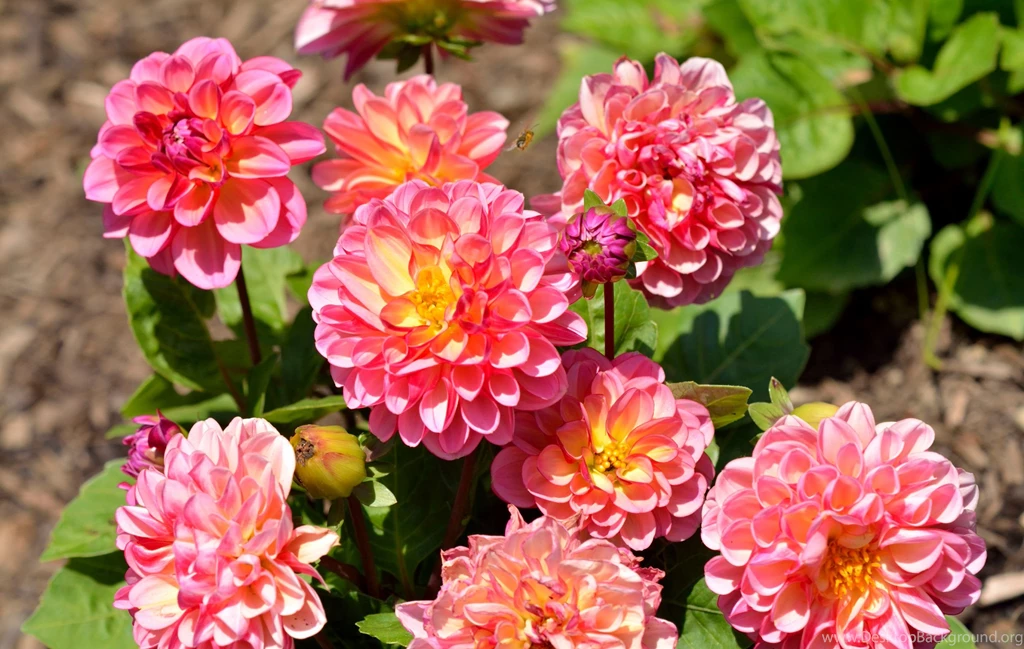 Organic Photos, Plants, Iphone Desktop Images, Samsung Nature ...