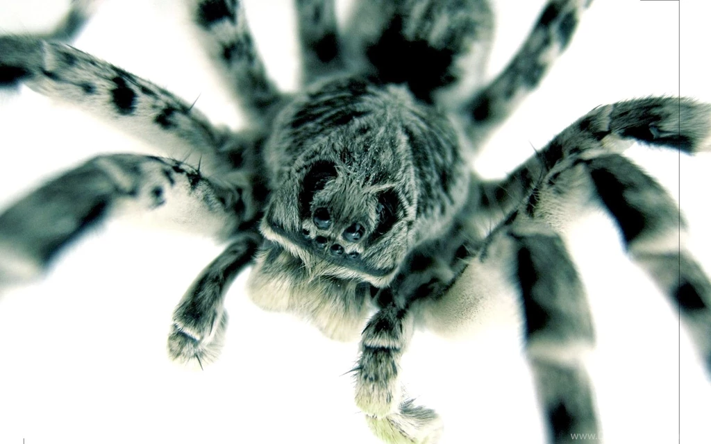 Spider Computer Wallpapers, Desktop Backgrounds