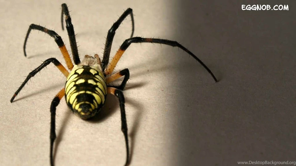 Spiders HD 12