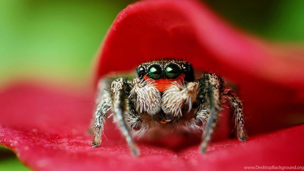 Macro spider on a red petal hd wallpaper 5120x2880.jpg