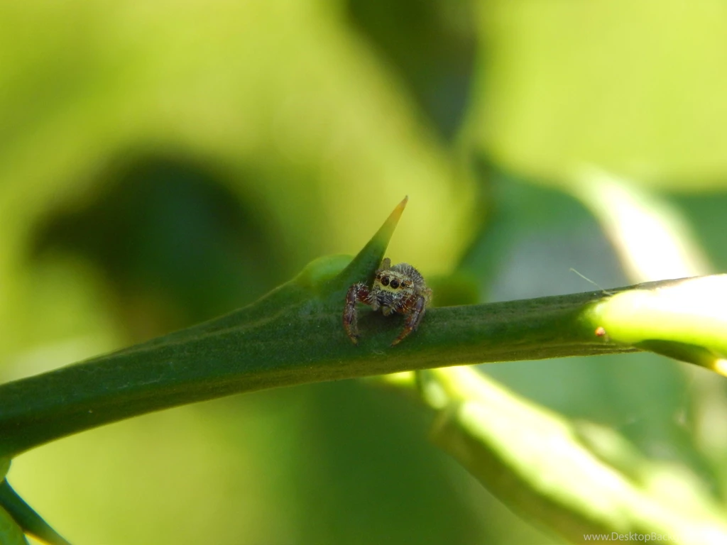 Cute Jump Spider Wallpaper,spider HD Wallpaper,jump HD Wallpapers ...