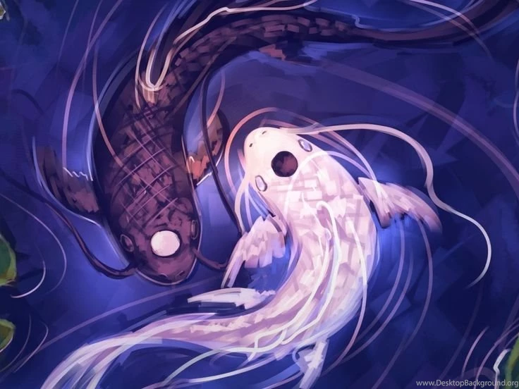 Koi Ying Yang HD Desktop Wallpapers