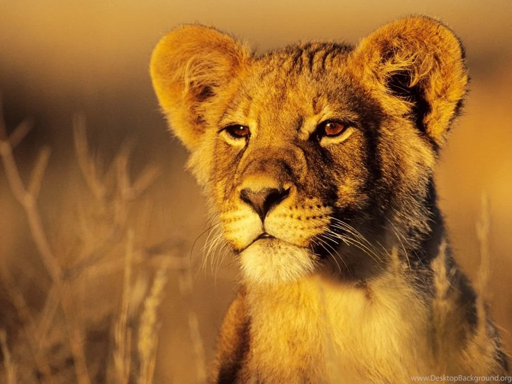 1152x864 Lion Cub Desktop PC And Mac Wallpapers