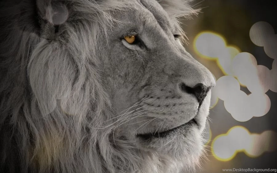 Mac OS X Lion Wallpapers 1920 X 1200 By WaveMedia On DeviantArt