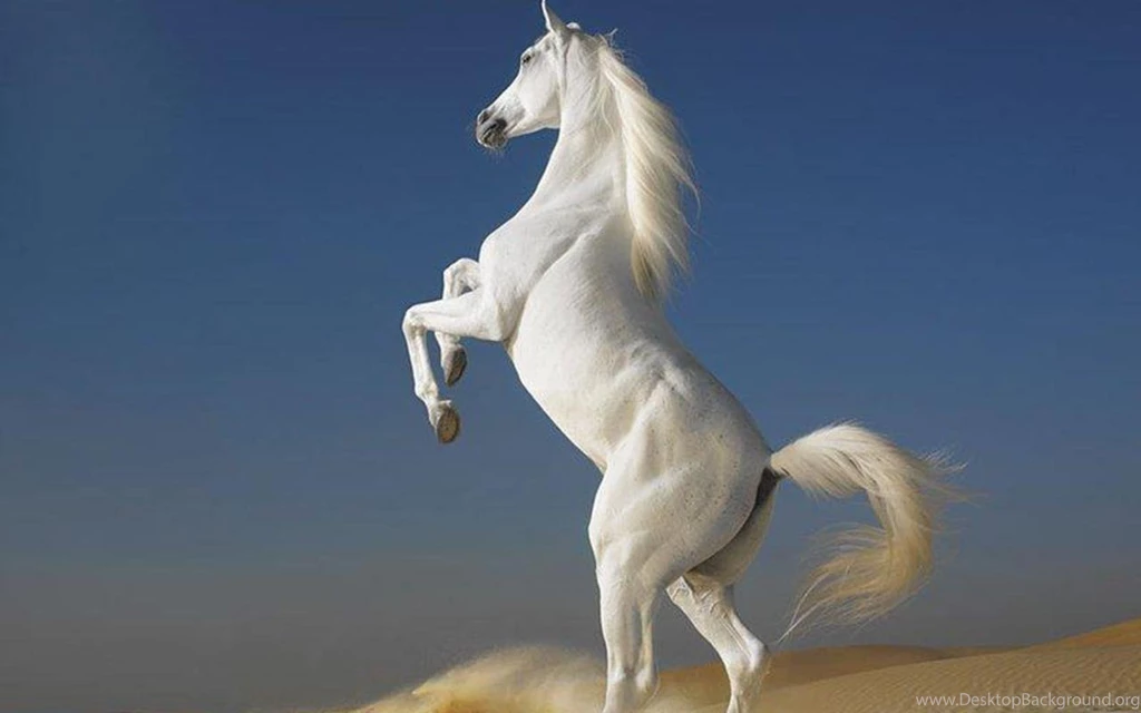 Beautiful Horse Wallpapers Wallpapers Cave