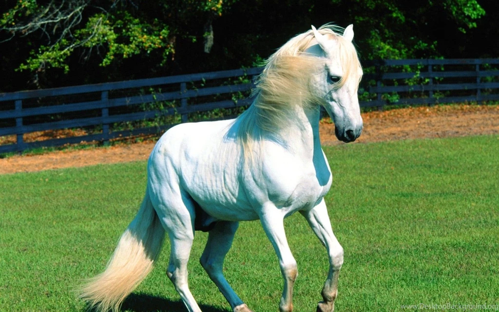 Beautiful White And Black Horse Wallpaper.