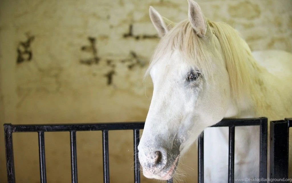 Beautiful Horses Wallpapers Alpy Blog