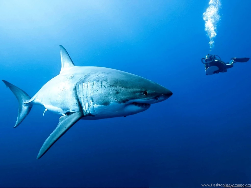 Hi Def Desktop Backgrounds Diver With Shark Photos Of Reasons Why ...