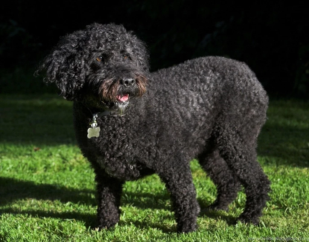 Spanish Water Dog Wallpapers HD Download