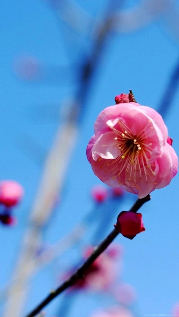 55 Best iPhone 5 Wallpapers Over The Top Mag