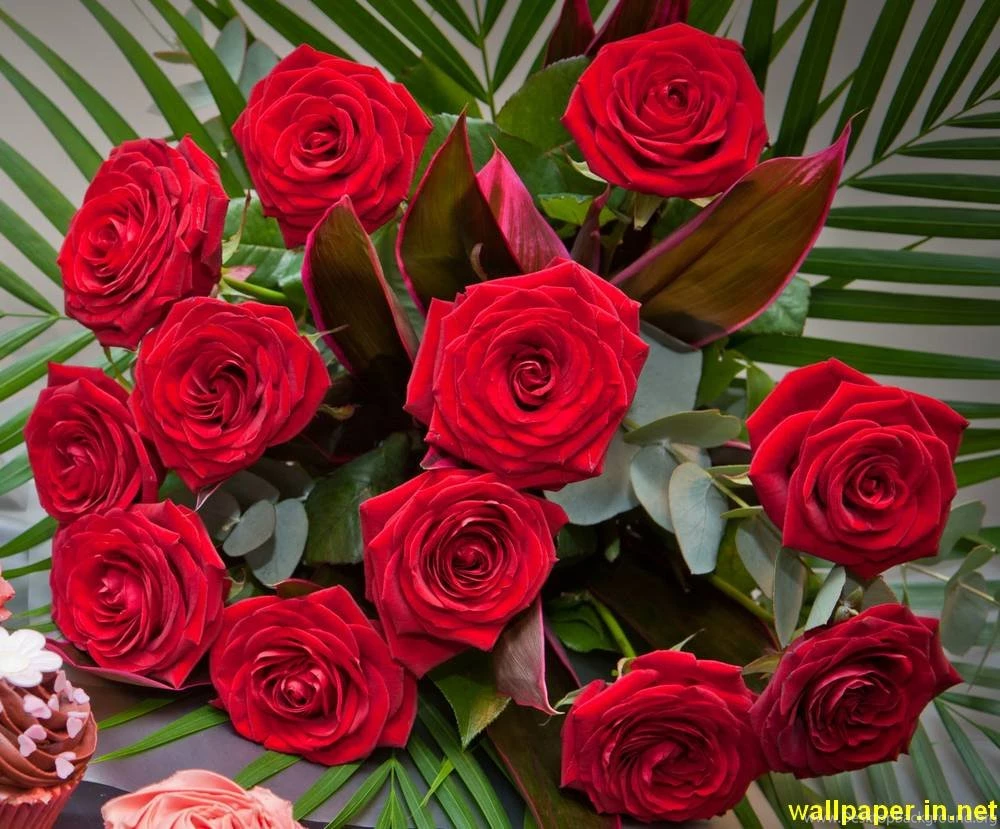 Rose Wallpaper,download Free Wallpaper,free Images