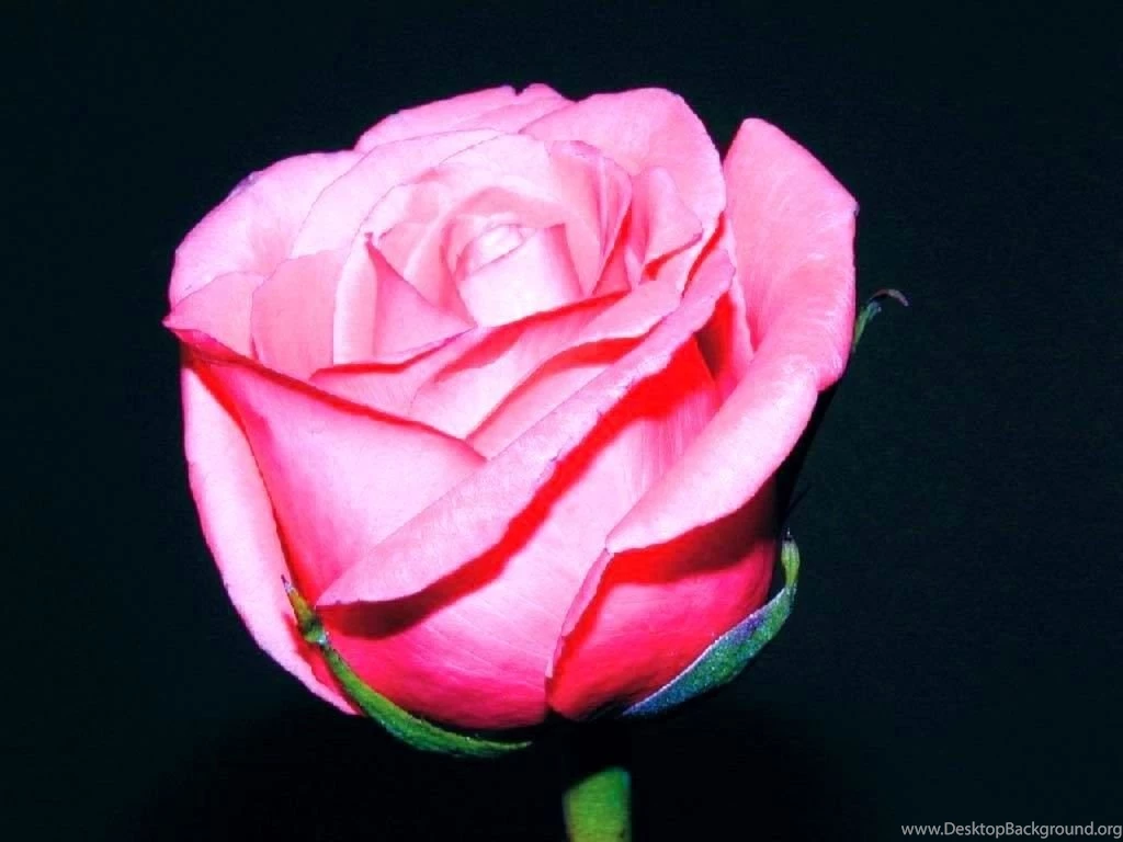 Rose Wallpaper,download Free Wallpaper,free Images