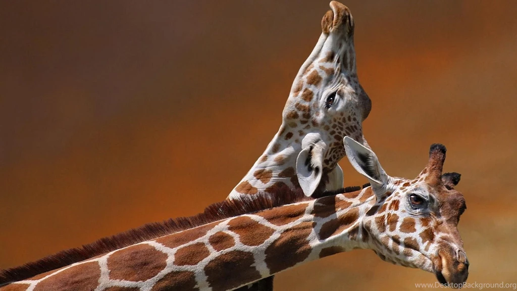 Giraffe Computer Wallpapers, Desktop Backgrounds