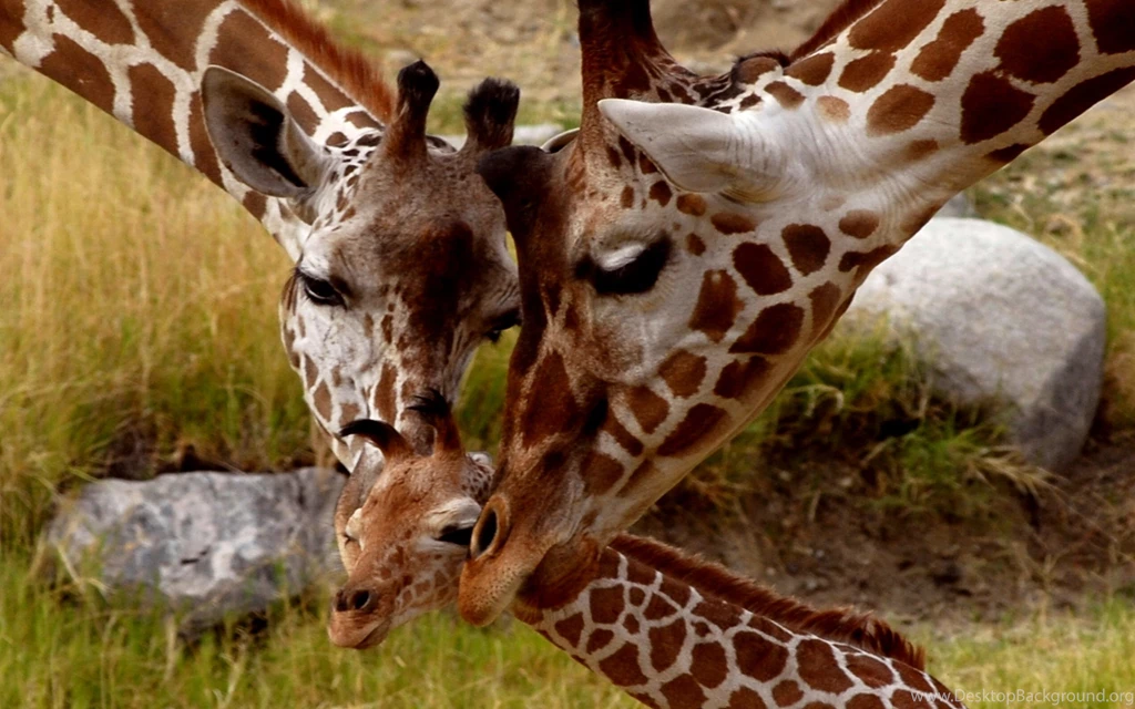Gallery For   Cute Baby Giraffe Wallpapers