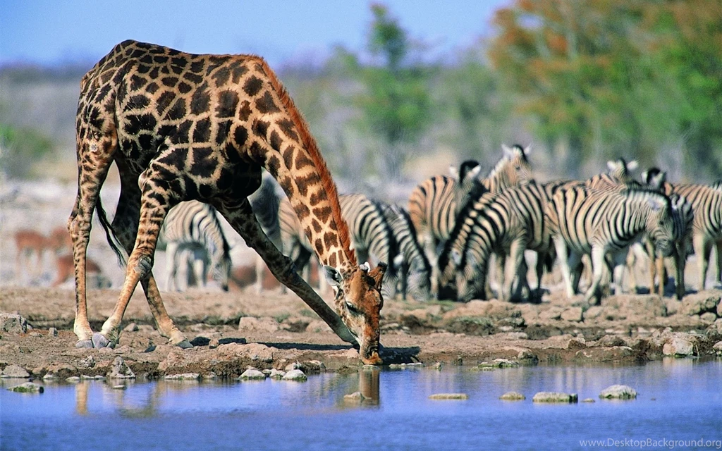 Giraffe Computer Wallpapers, Desktop Backgrounds