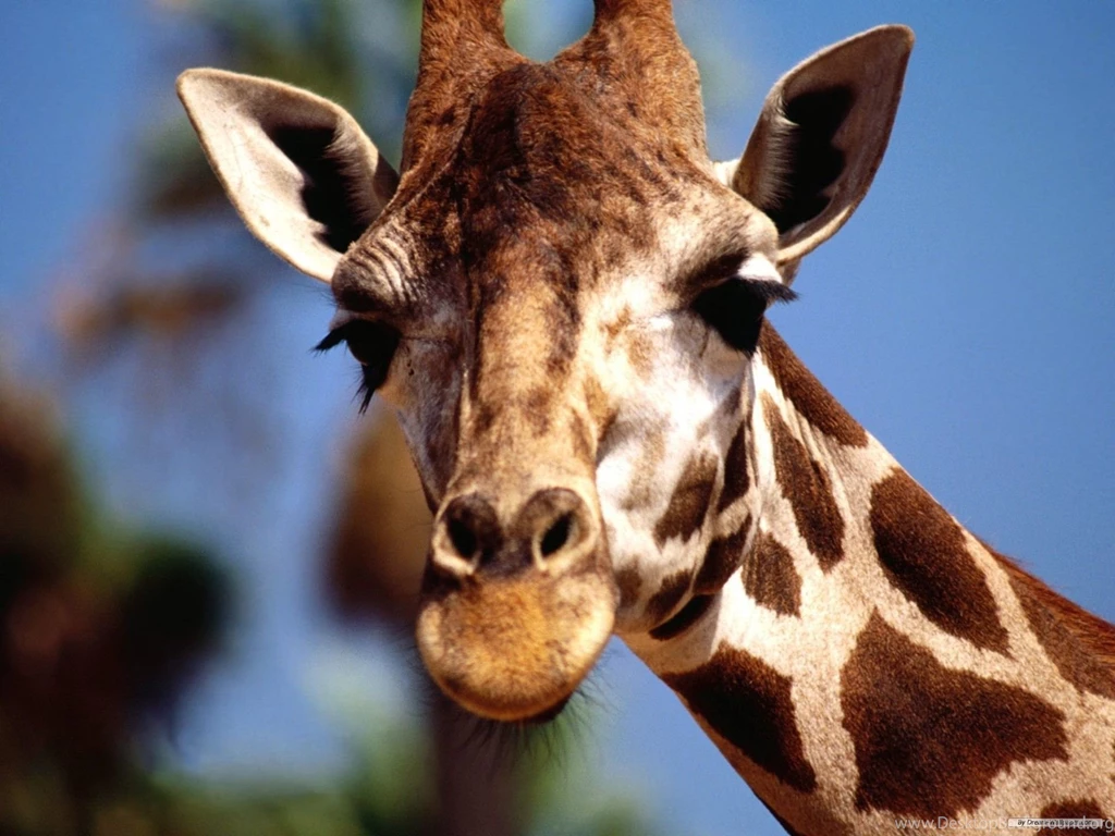 Free Wallpapers Free Animal Wallpapers Giraffe Wallpapers ...