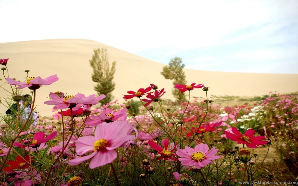 Girly Backgrounds Desktop