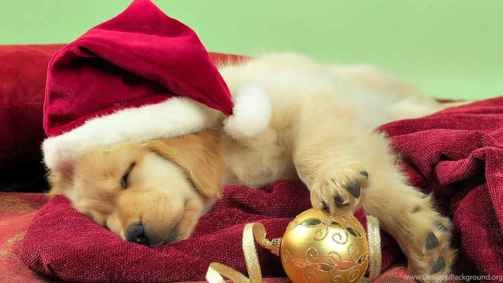 Christmas Puppies Wallpapers Wallpapers Cave