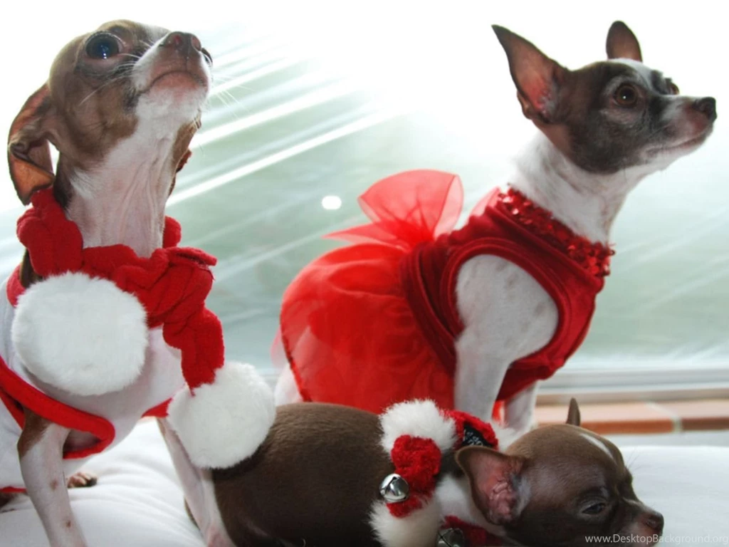 Christmas Cute Chihuahua Wallpapers