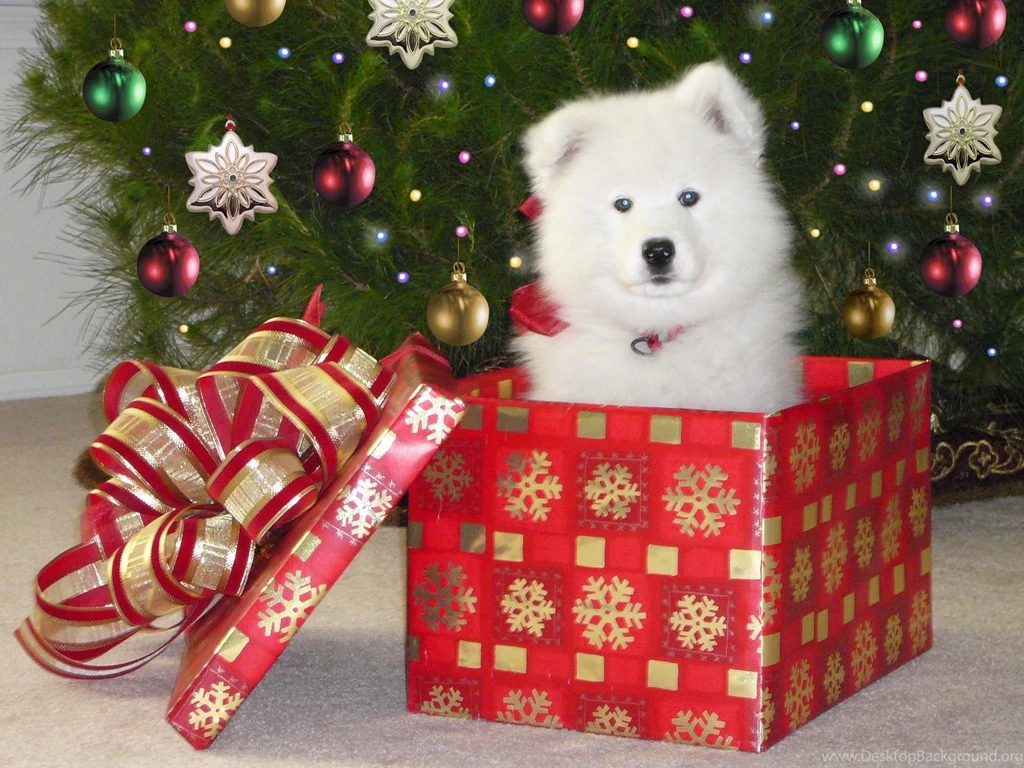Best HD Cute Samoyed Puppies Wallpapers   Cute Pet Pictures, Photos ...