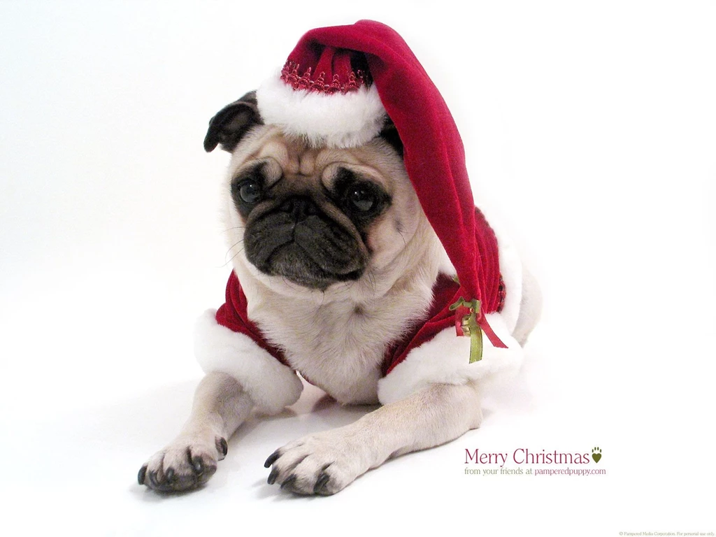Desktop hd puppy christmas photos.jpg