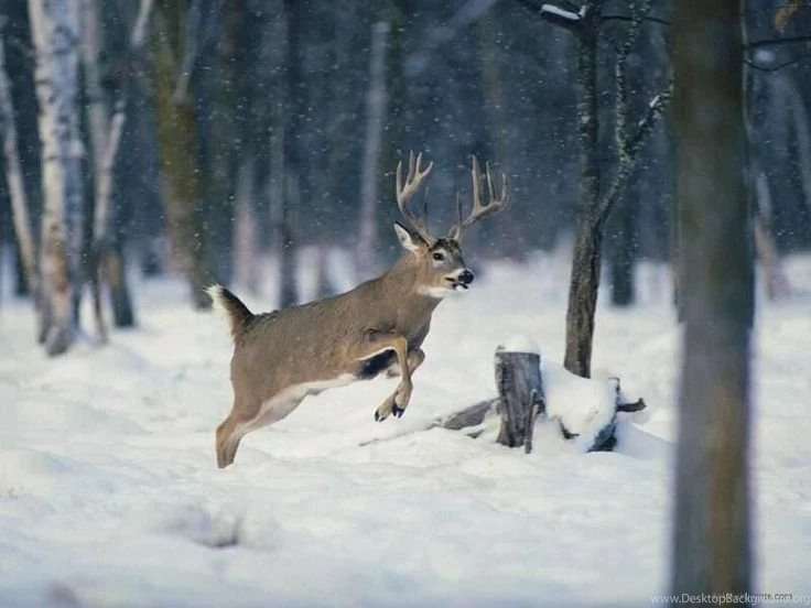 Whitetail Buck Jumping In The Snow Http://waterandwoods.net ...