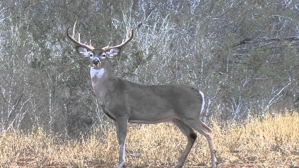 OMG ! Huge Spider & Monster Buck YouTube
