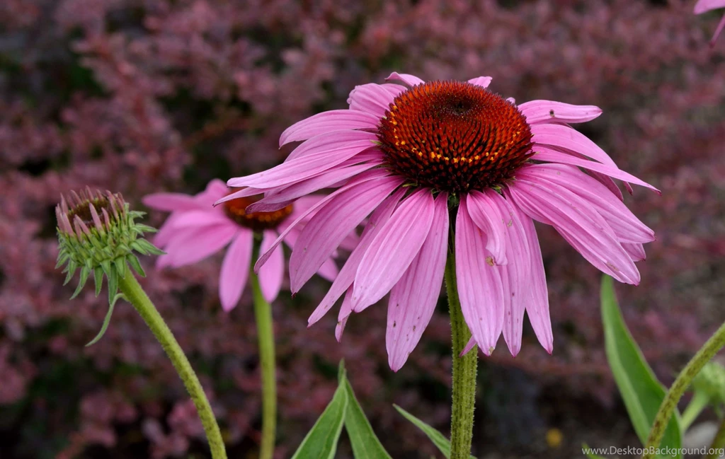 Hd Nature Images, Wallpapers Of Natures, Plants, Fresh Air ...
