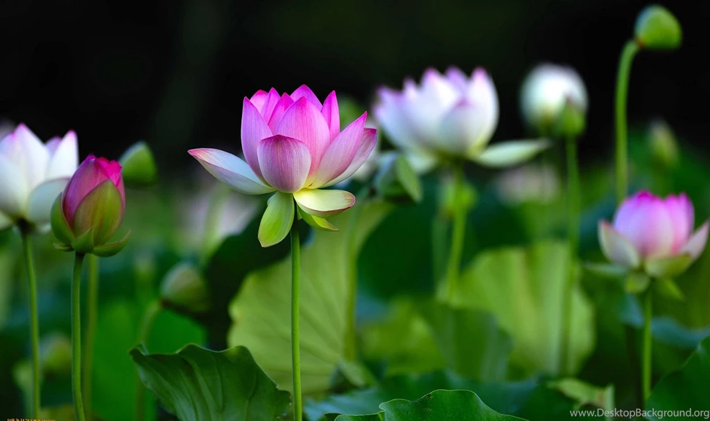 Organic Photos, Amazing Nature Wallpapers, Plants, Green, Hd ...