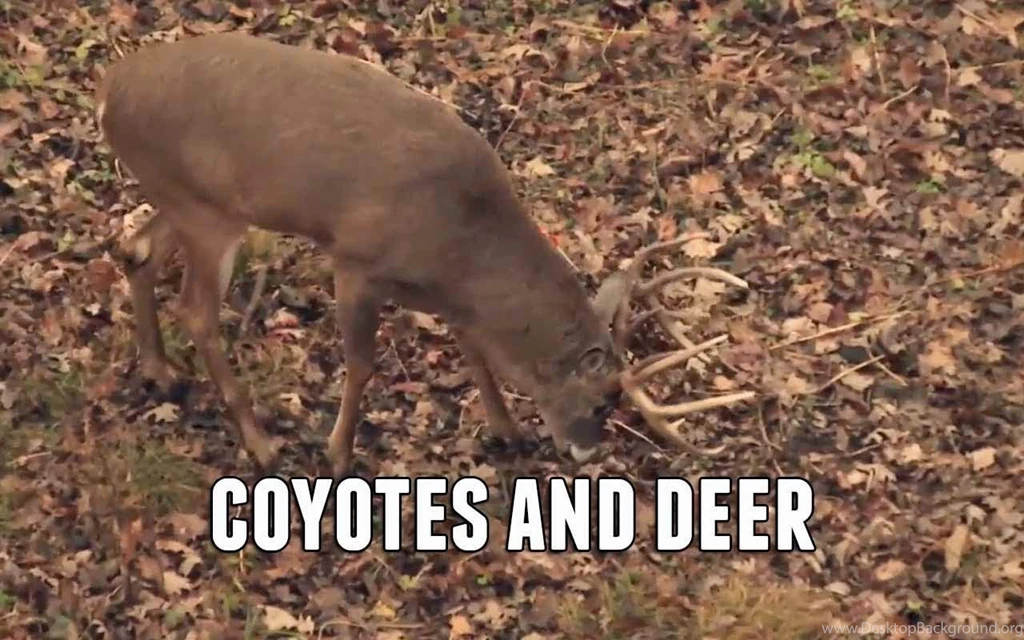Iowa Coyote And Monster Buck Hit The Ground YouTube