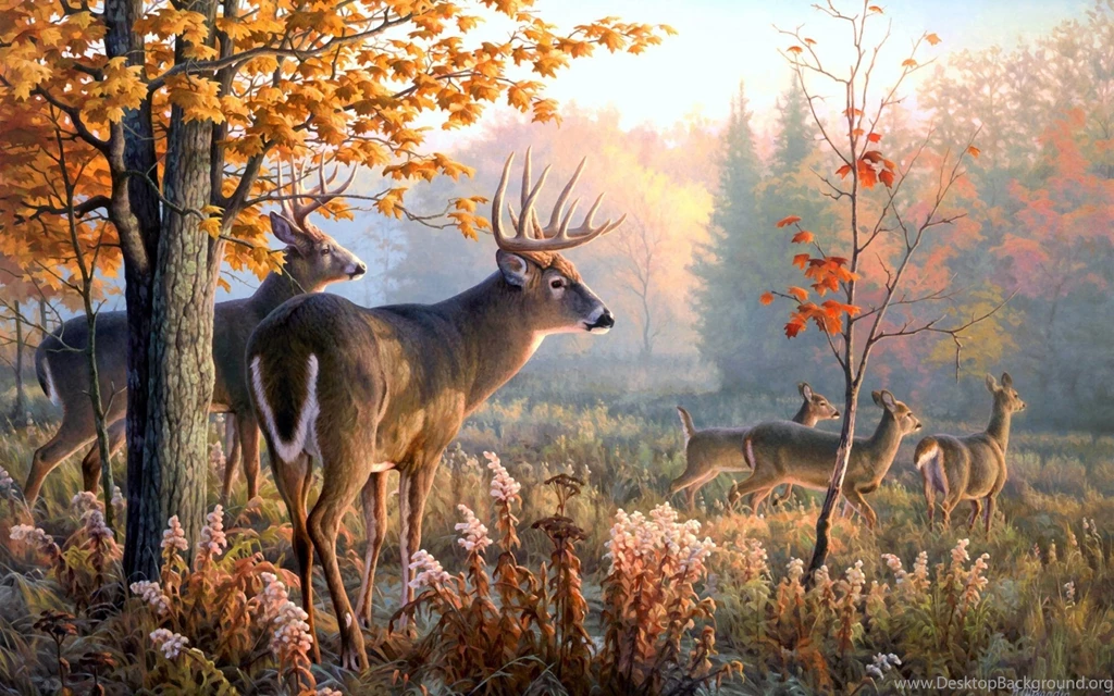 Deer Desktop Backgrounds Wallpapers Cave