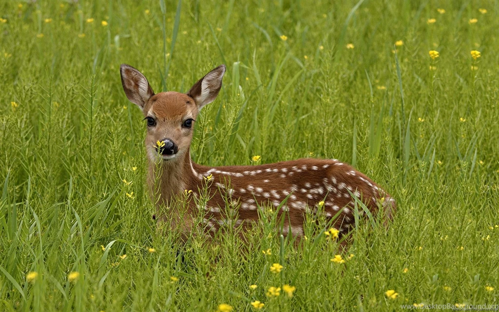 Deer Desktop Backgrounds Wallpapers Cave