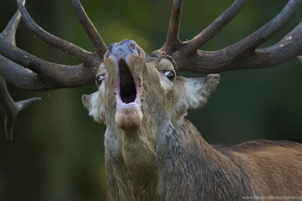 Red Deer Computer Wallpapers, Desktop Backgrounds