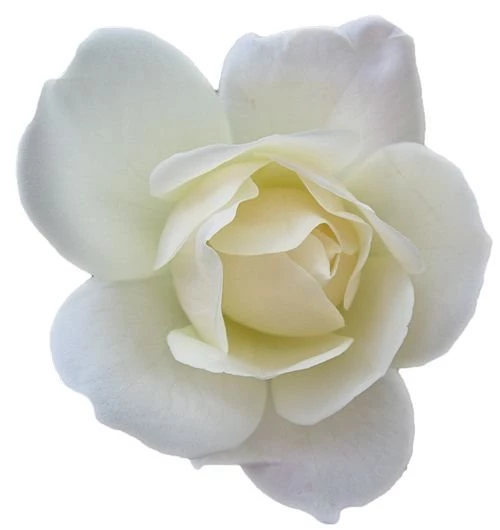 White Rose