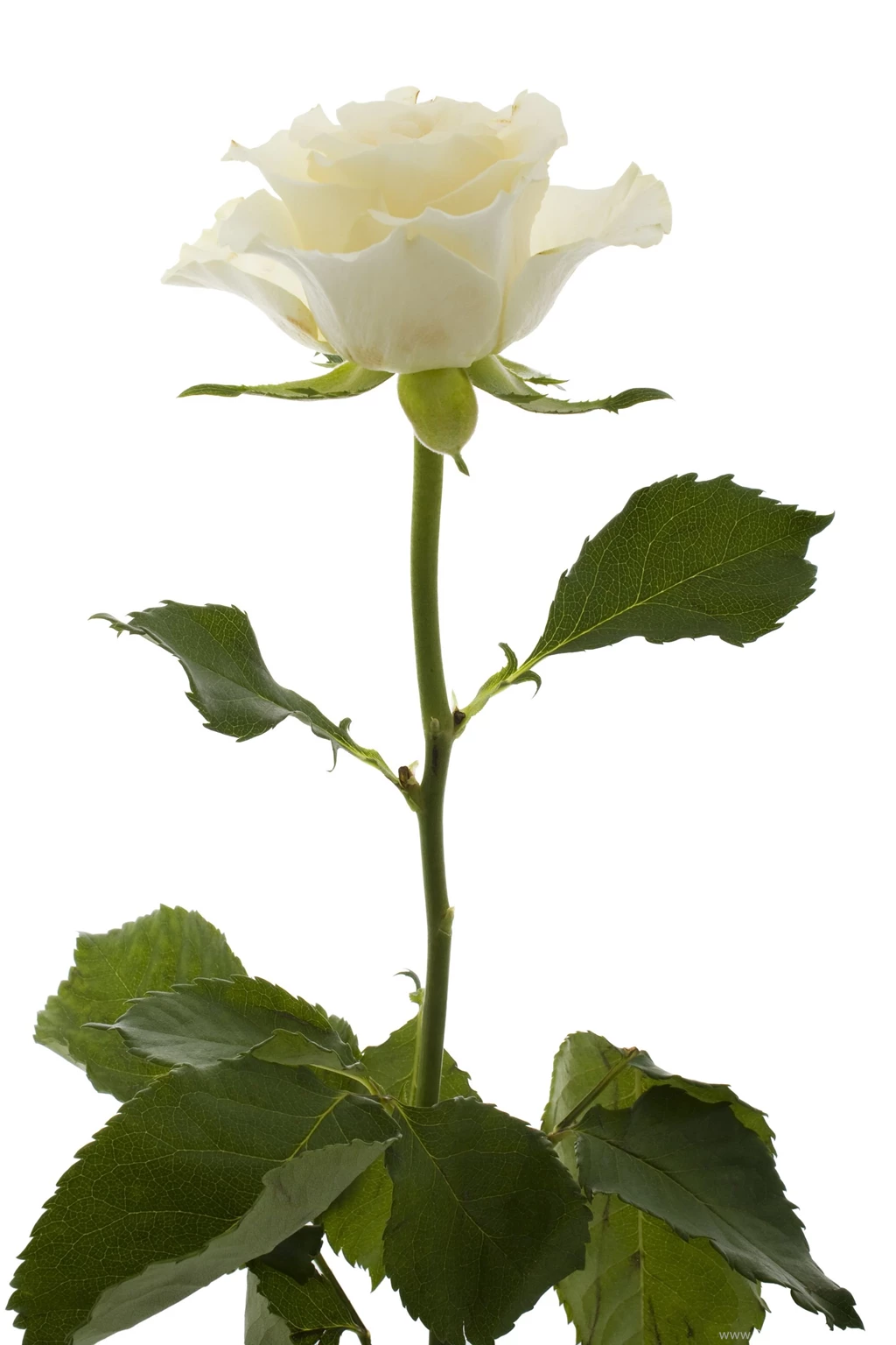 File:White Rose (5469938764).jpg Wikimedia Commons