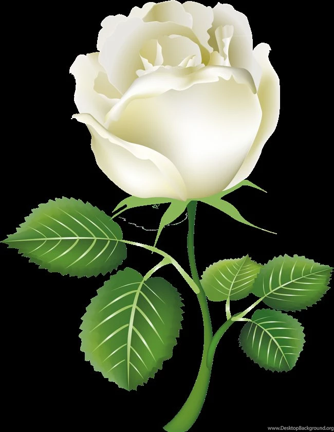 White Rose Twenty four