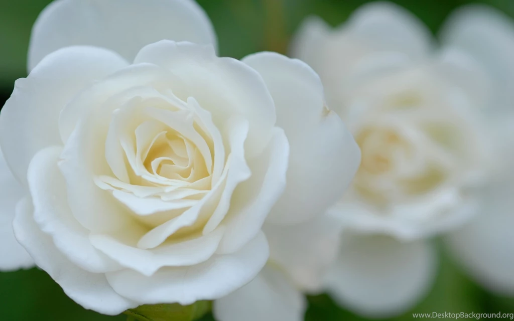 White Rose Wallpapers HD
