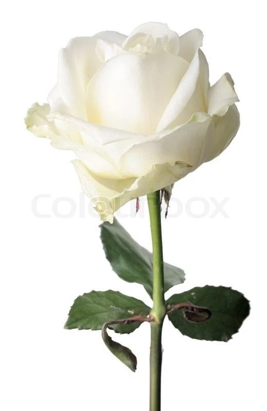 White Rose, Isolated On A White Backgrounds