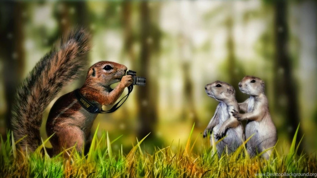 Funny Animals Squirrels Wallpapers