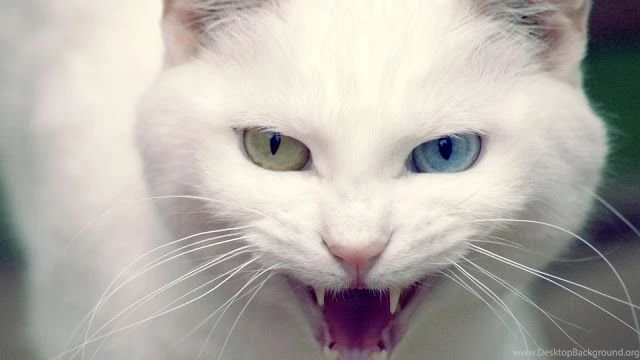 Hd Cats Wallpapers