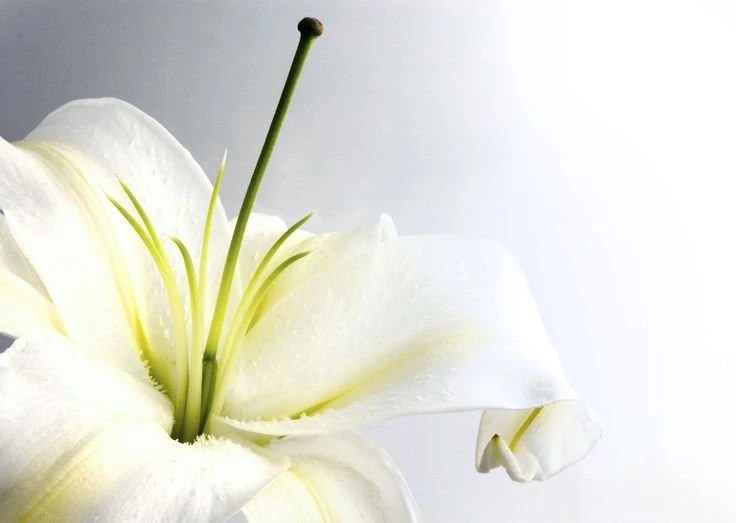 Nature Desktop Backgrounds Lily Flowers