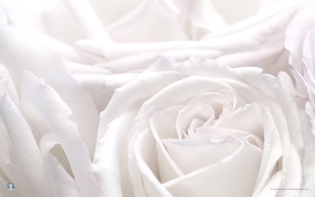 White Rose Wallpapers HD Wallpapers Pretty