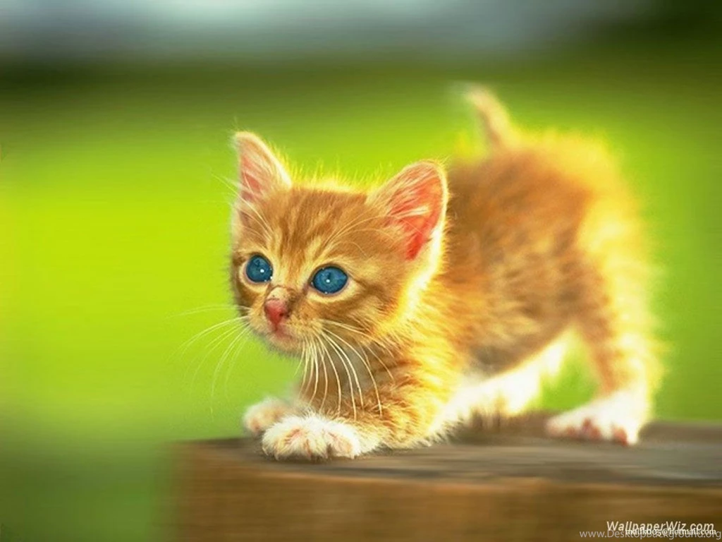 Animals Wallpapers Free Download Hd