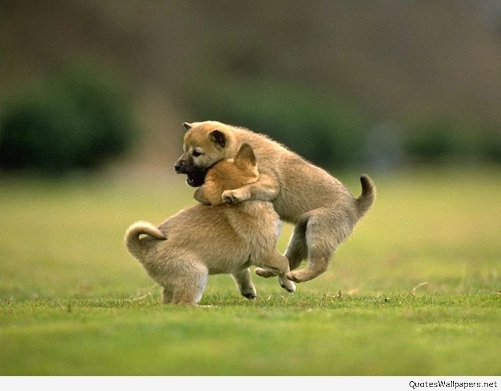 Desktop free download animals photo wallpaper.jpg