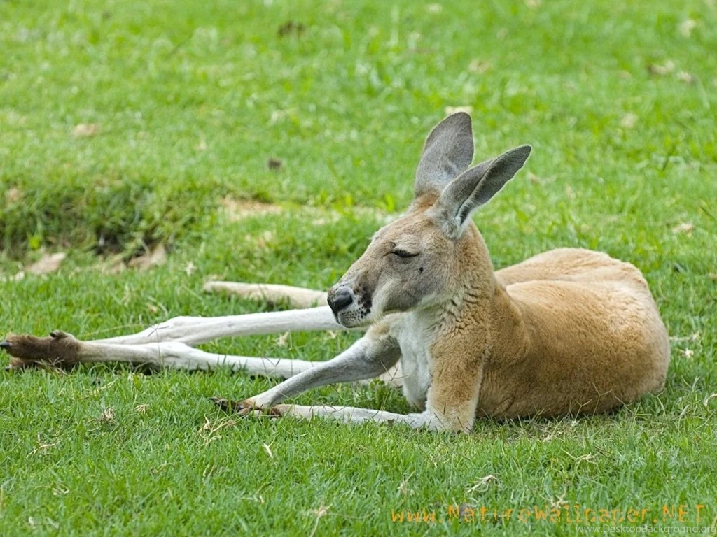 Animal