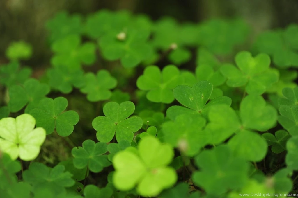 Four leaf Clover Wallpapers By Pohlmannmark On DeviantArt