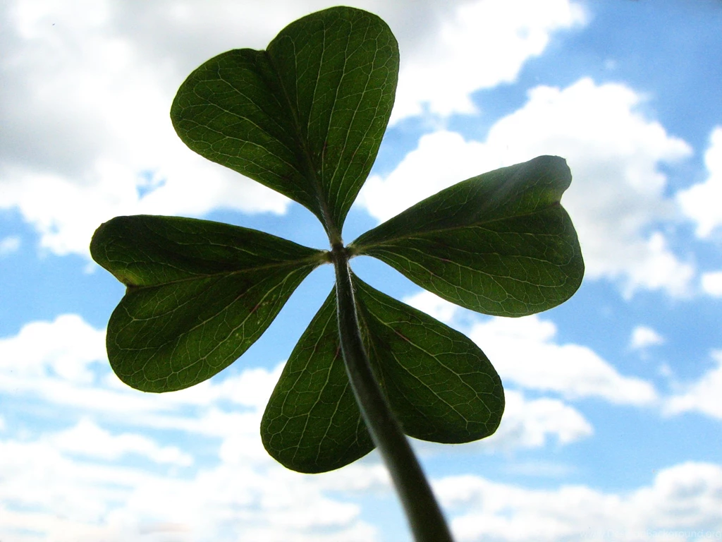212: The Clover (Four leaf) Flower Images