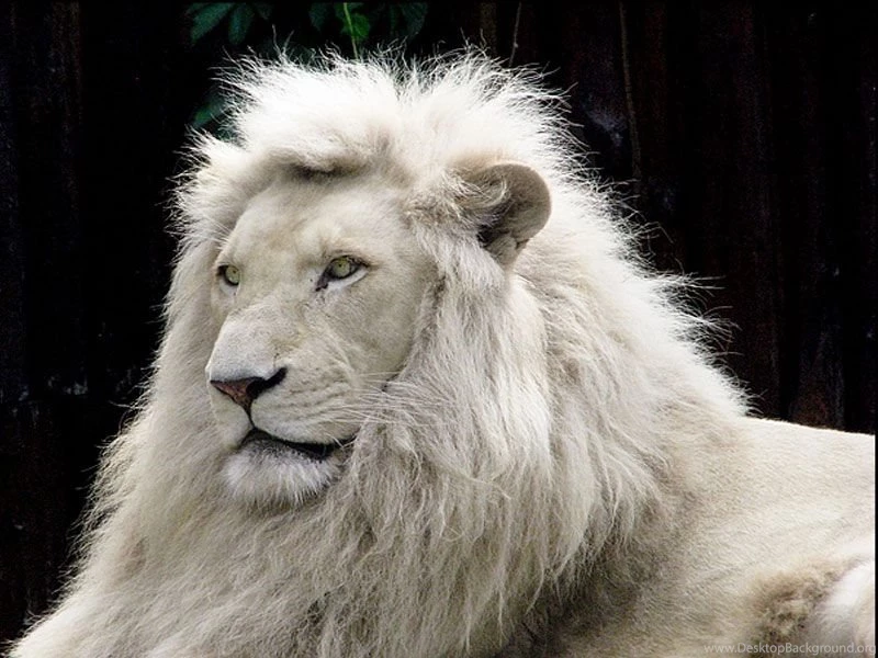 White Lion HD wallpaper For Mobile